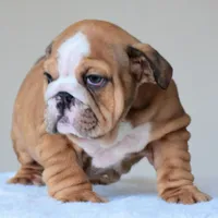 Bentley, a male English Bulldog for sale in Dallas, TX – Photo 8 of 10