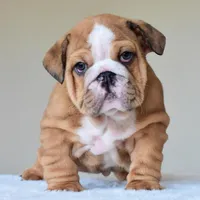 Bentley, a male English Bulldog for sale in Dallas, TX – Photo 7 of 10