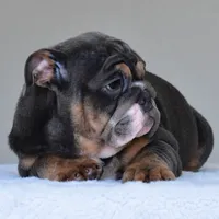 GASTON, a male English Bulldog for sale in Dallas, TX – 2 of 10