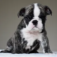 Nilo, a male English Bulldog for sale in Dallas, TX – 4 of 6