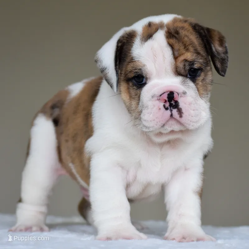 Gio – English Bulldog puppy for sale in Dallas, TX