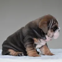 Rio, a male English Bulldog for sale in Dallas, TX – 7 of 9