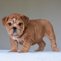 Kong, a male English Bulldog for sale in Dallas, TX – Photo 8 of 10