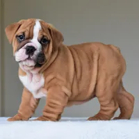 Theo, a male English Bulldog for sale in Dallas, TX – Photo 5 of 10