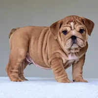 Kong, a male English Bulldog for sale in Dallas, TX – Photo 4 of 10