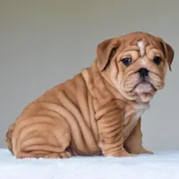 Kong, a male English Bulldog for sale in Dallas, TX – Photo 10 of 10