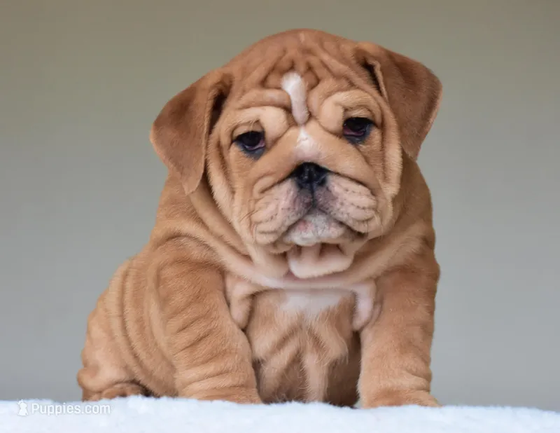 Kong – English Bulldog puppy for sale in Dallas, TX