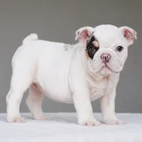 TRUFFLE, a female English Bulldog for sale in Dallas, TX – 5 of 7