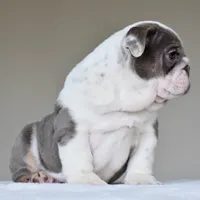 Oniy, a male English Bulldog for sale in Dallas, TX – 8 of 10
