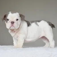 Linda, a female English Bulldog for sale in Dallas, TX – 6 of 10
