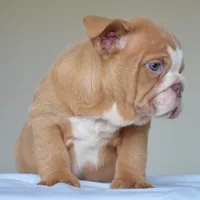 Maple, a female English Bulldog for sale in Dallas, TX – 3 of 6