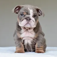 Kona, a female English Bulldog for sale in Dallas, TX – 3 of 10