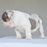 Adonis, a male English Bulldog for sale in Dallas, TX – 3 of 10
