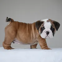 Bubba, a male English Bulldog for sale in Dallas, TX – 5 of 10