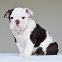 KIRA, a female English Bulldog for sale in Dallas, TX – 8 of 9