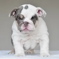 Nala, a female English Bulldog for sale in Dallas, TX – 6 of 8