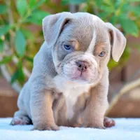 Ash, a male English Bulldog for sale in Dallas, TX – 4 of 9