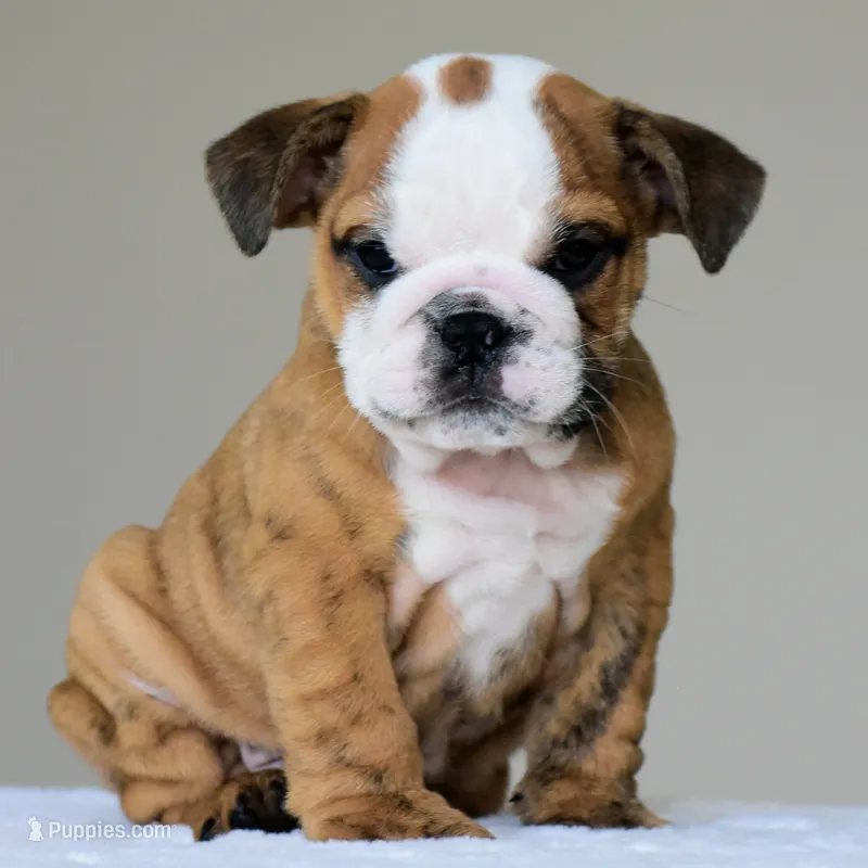 Theo – English Bulldog puppy for sale in Dallas, TX