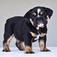 ZOE, a female English Bulldog for sale in Dallas, TX – 2 of 4