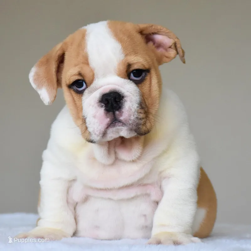 Diesel – English Bulldog puppy for sale in Dallas, TX