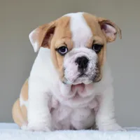 Diesel, a male English Bulldog for sale in Dallas, TX – Photo 2 of 8