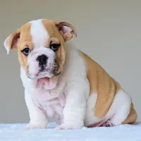 Diesel, a male English Bulldog for sale in Dallas, TX – Photo 4 of 8