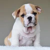 Diesel, a male English Bulldog for sale in Dallas, TX – Photo 5 of 8