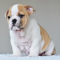 Diesel, a male English Bulldog for sale in Dallas, TX – Photo 6 of 8