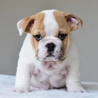 Diesel, a male English Bulldog for sale in Dallas, TX – Photo 3 of 8