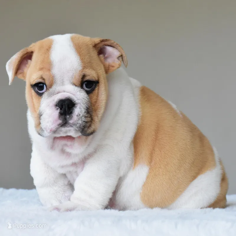Diesel – English Bulldog puppy for sale in Dallas, TX