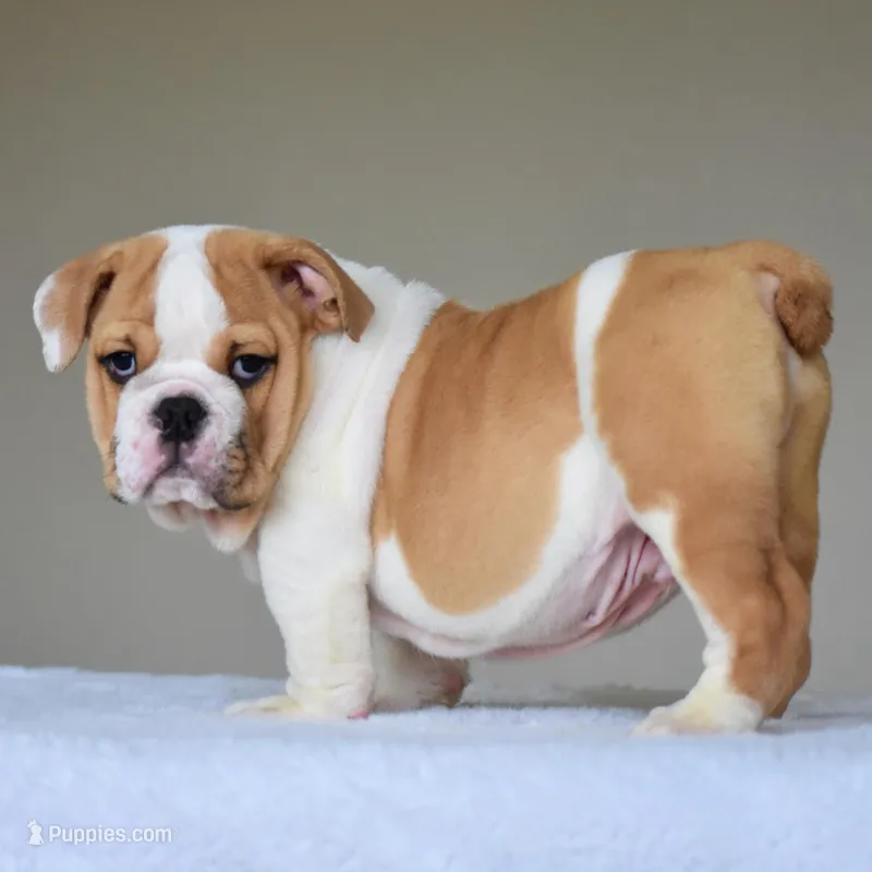 Diesel – English Bulldog puppy for sale in Dallas, TX
