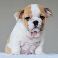 Diesel, a male English Bulldog for sale in Dallas, TX – Photo 7 of 8