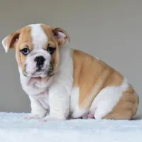 Diesel, a male English Bulldog for sale in Dallas, TX – Photo 8 of 8