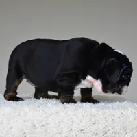 Capri, a female English Bulldog for sale in Dallas, TX – 7 of 10