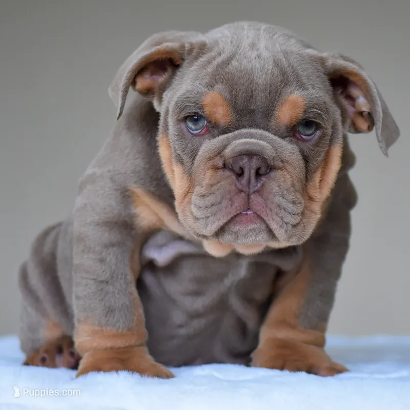 Enzo – English Bulldog puppy for sale in Dallas, TX