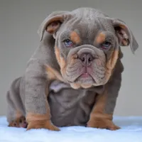 Enzo, a male English Bulldog for sale in Dallas, TX – 1 of 8