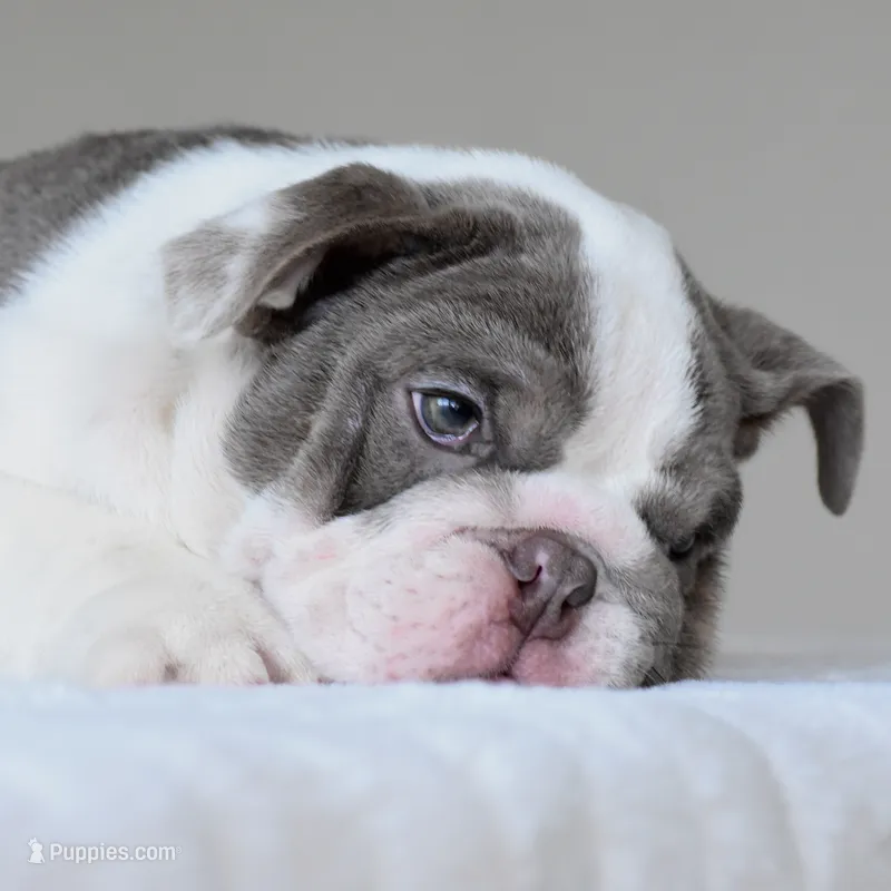 Oniy – English Bulldog puppy for sale in Dallas, TX