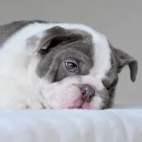 Oniy, a male English Bulldog for sale in Dallas, TX – 1 of 10