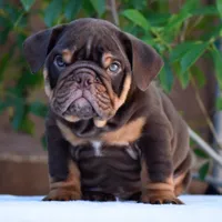 Rolo, a male English Bulldog for sale in Dallas, TX – 2 of 10