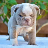 ROYCE, a male English Bulldog for sale in Dallas, TX – 10 of 10