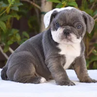 Sky, a female English Bulldog for sale in Dallas, TX – 3 of 8