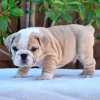 Diego, a male English Bulldog for sale in Dallas, TX – 7 of 8