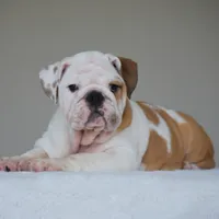 Stella, a female English Bulldog for sale in Dallas, TX – 7 of 10