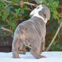 LILA, a female English Bulldog for sale in Dallas, TX – 3 of 7