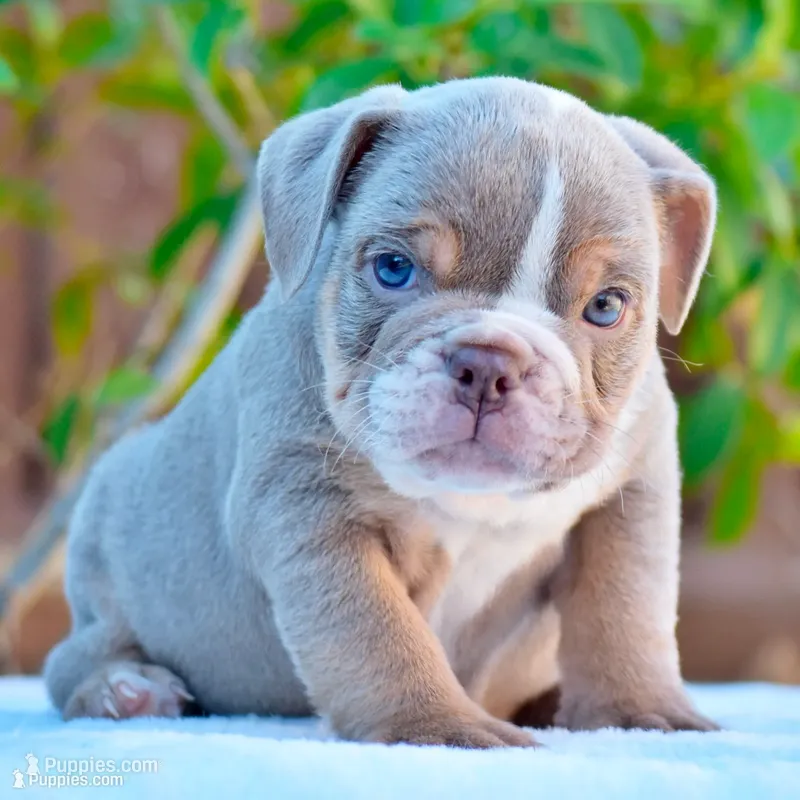 Ash – English Bulldog puppy for sale in Dallas, TX