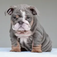 Kona, a female English Bulldog for sale in Dallas, TX – 2 of 10