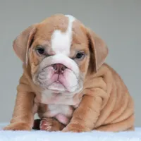 Simon, a male English Bulldog for sale in Dallas, TX – 1 of 10