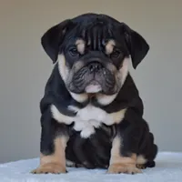 Velvet, a female English Bulldog for sale in Dallas, TX – Photo 4 of 9