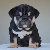 Velvet, a female English Bulldog for sale in Dallas, TX – Photo 3 of 9