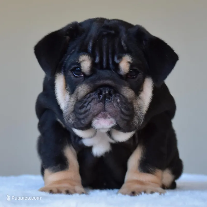 Velvet, a female English Bulldog for sale in Dallas, TX – Photo 1 of 9